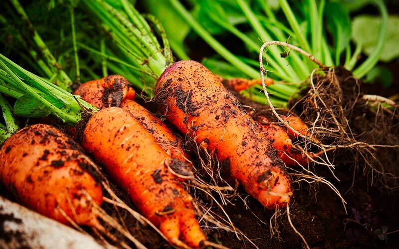 cultiver des mini carottes en carré potager